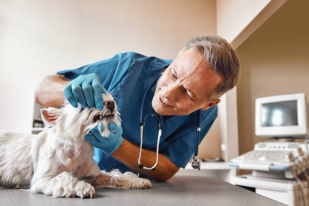 Best Dental Abscess Treatment in Valle Vista, CA